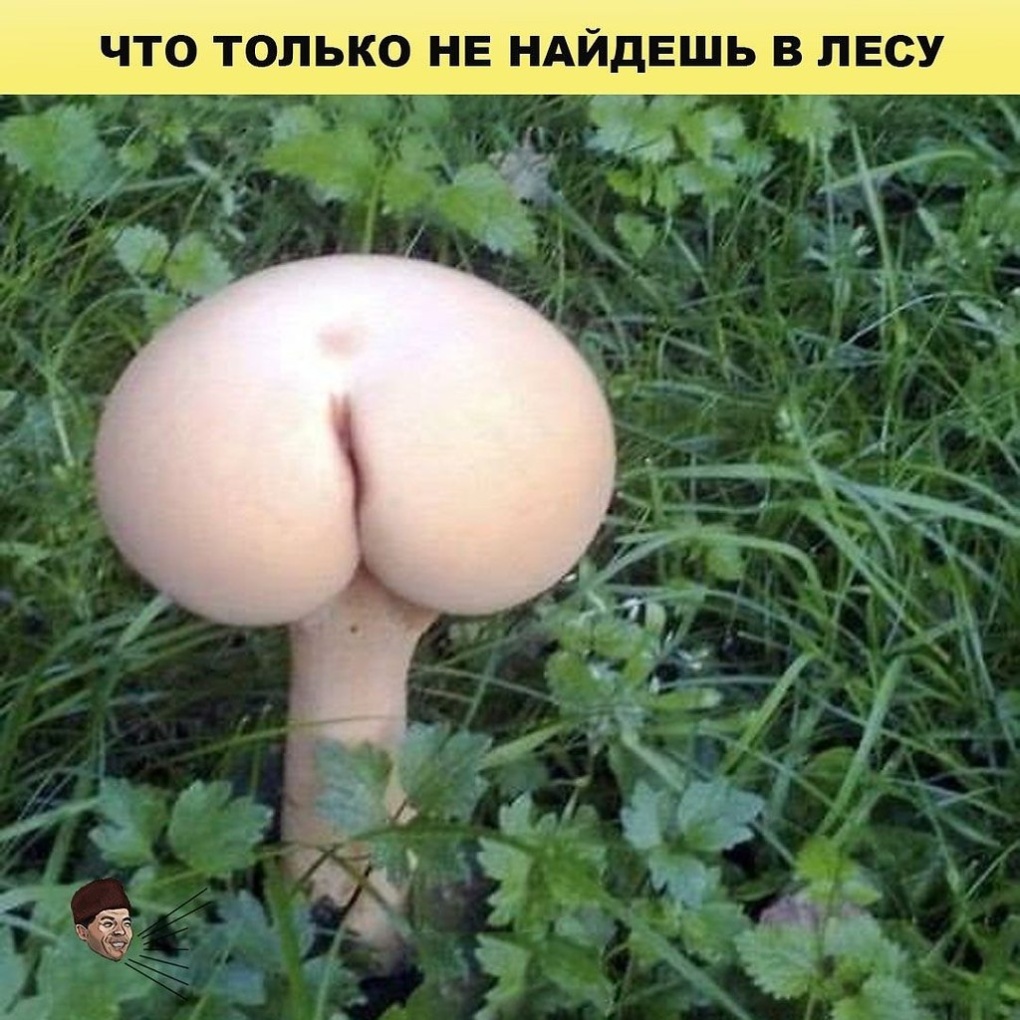 Гриб прикольный эротичный