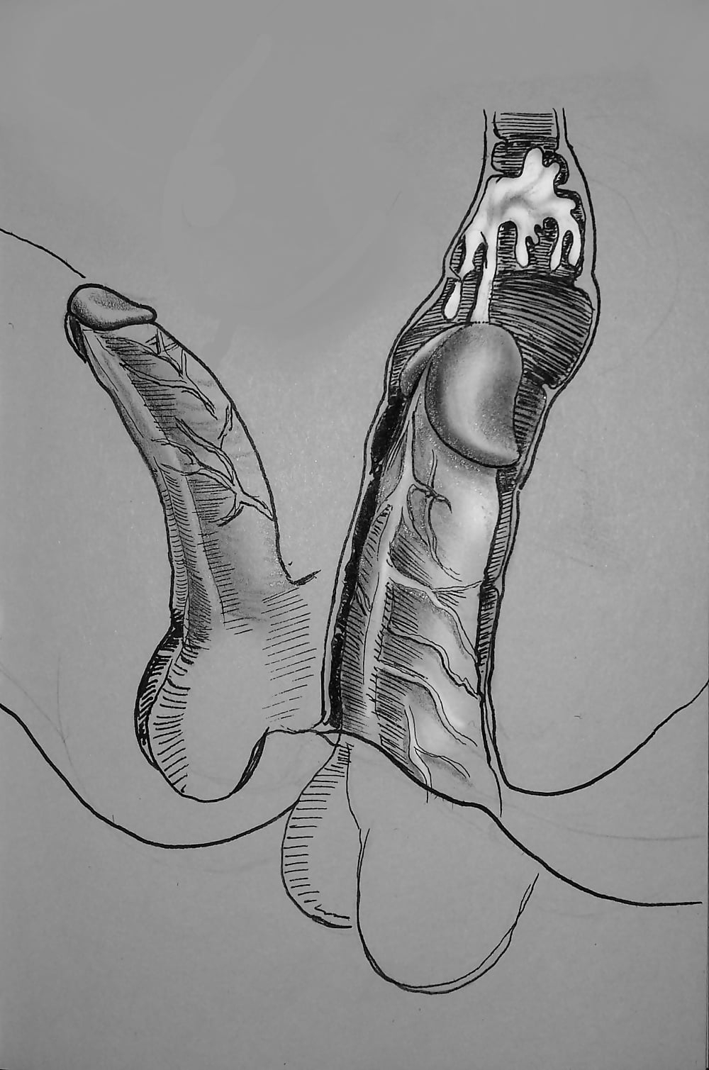 Мужской половой член арт