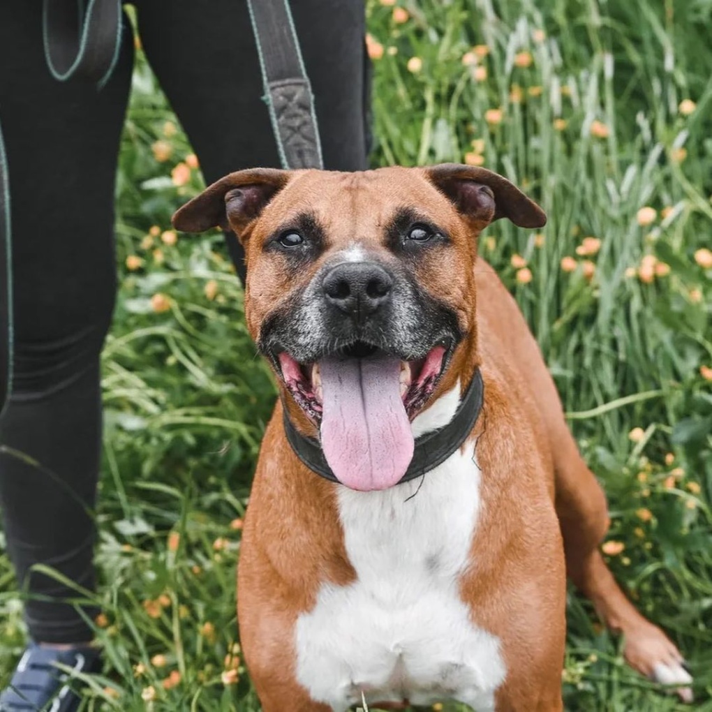 Бдсм подвешивание в лесу