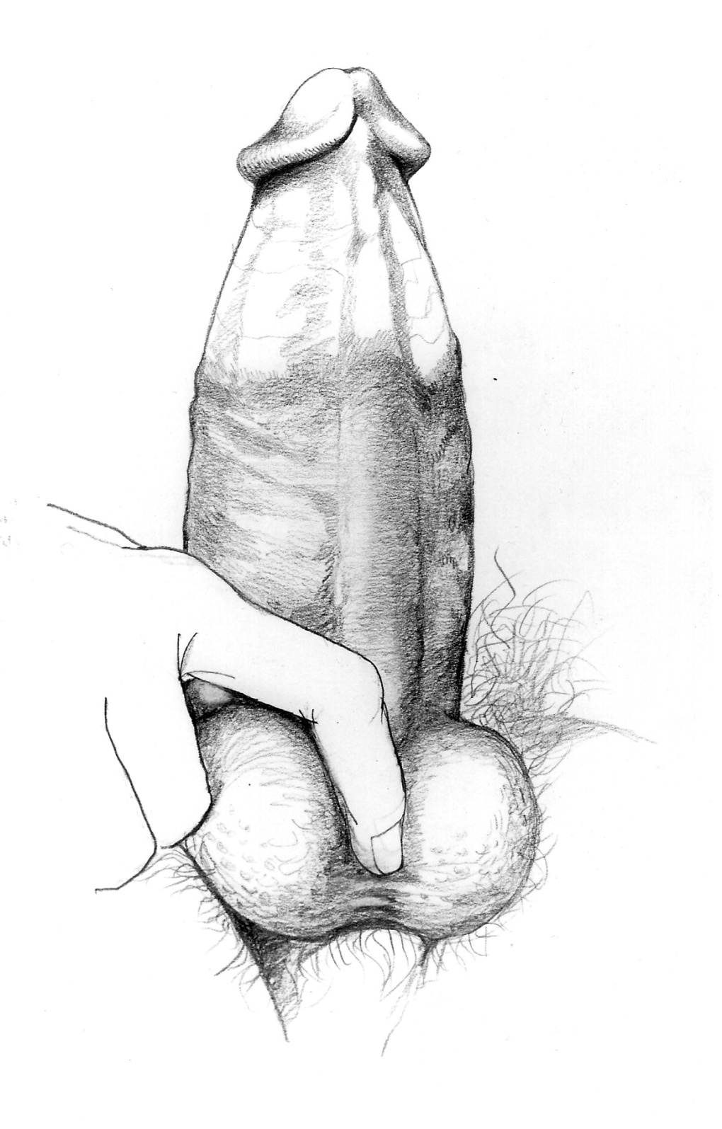 Нарисованный член