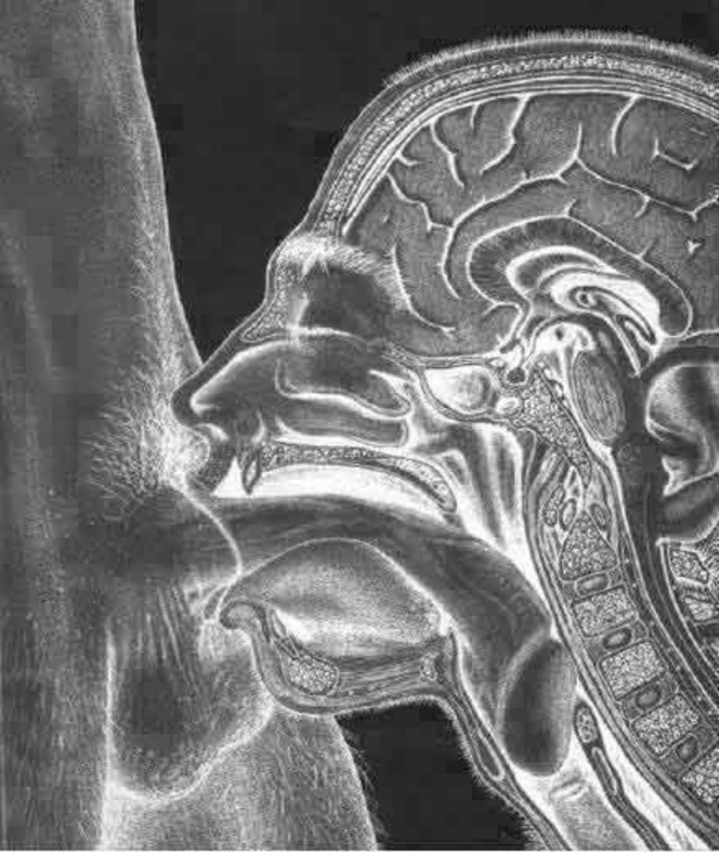 Глубокий Миньет в разрезе