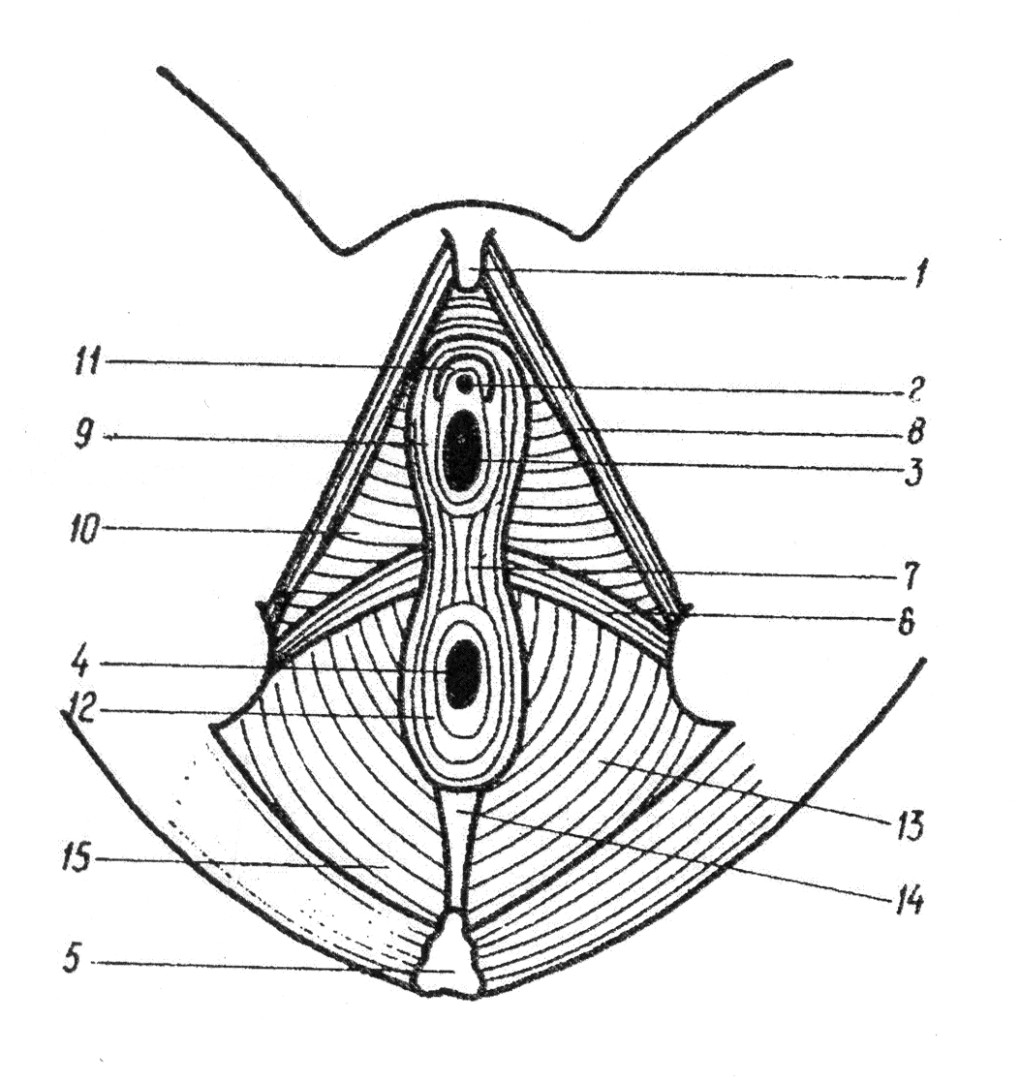 Мочеиспускательный канал у женщин схема