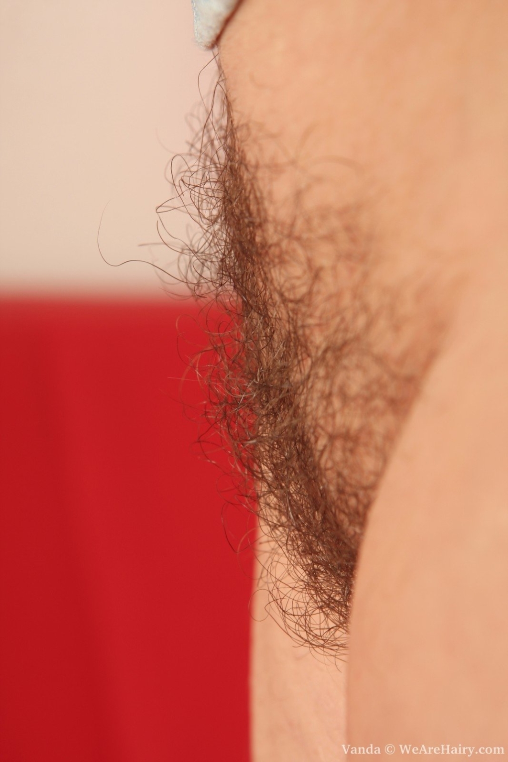 Вьющиеся волосы на лобке