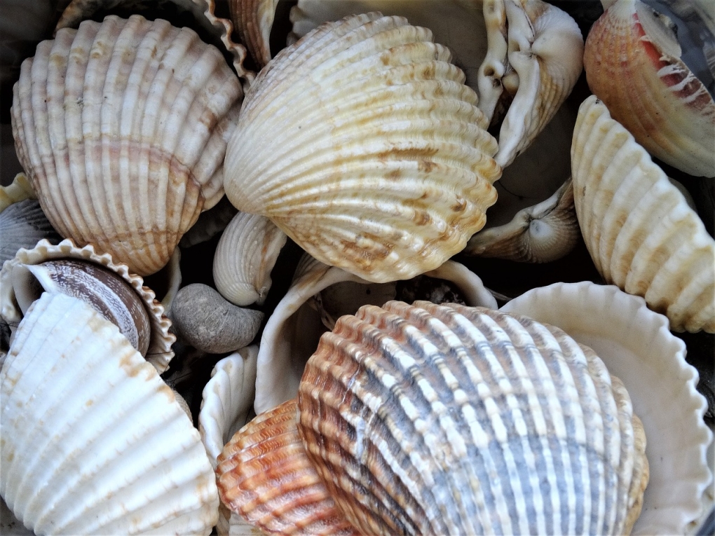 Моллюск Венерка жемчуг