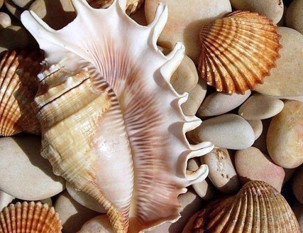 Океанская Ракушка