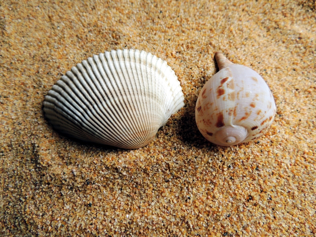 Декоративные камни ракушки