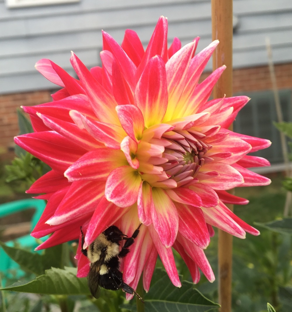 Георгина кафе ау Лайт