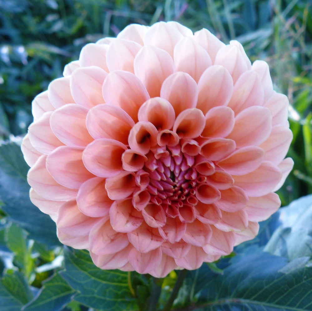 Гергина Ричмонд георгина