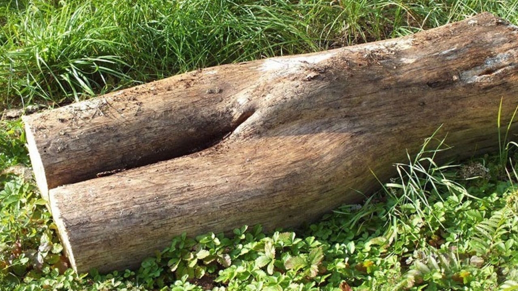 Бревно с дыркой