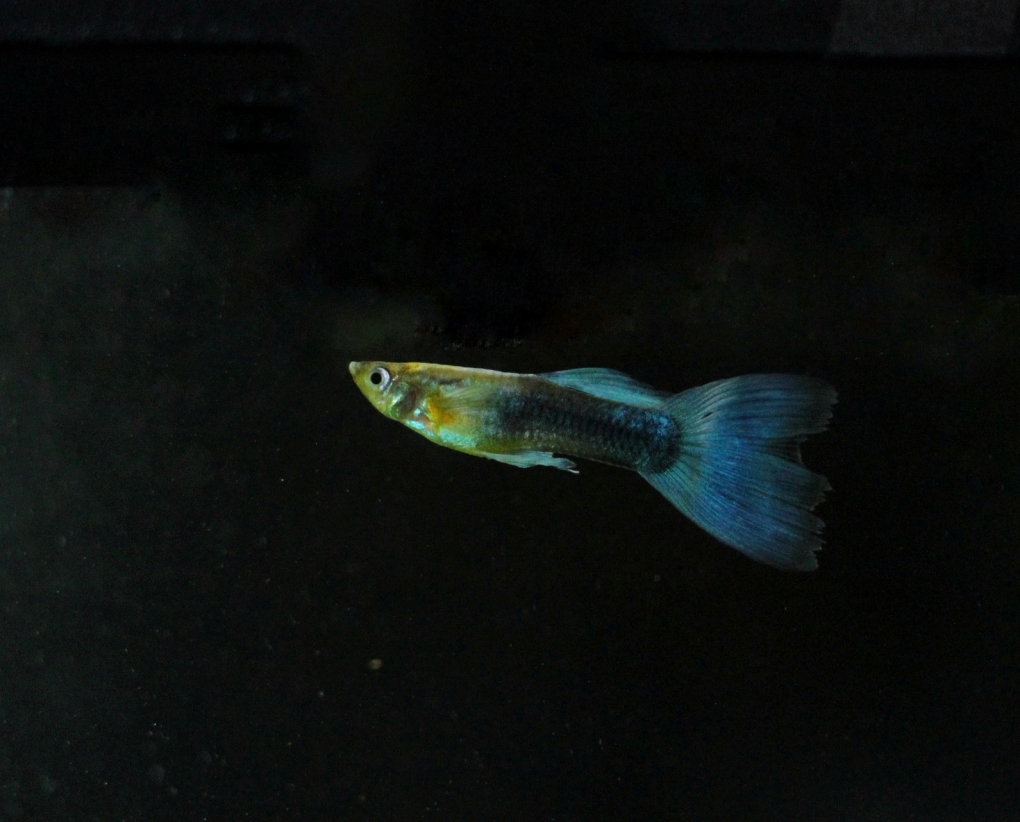 Внутренне строение ракообразных