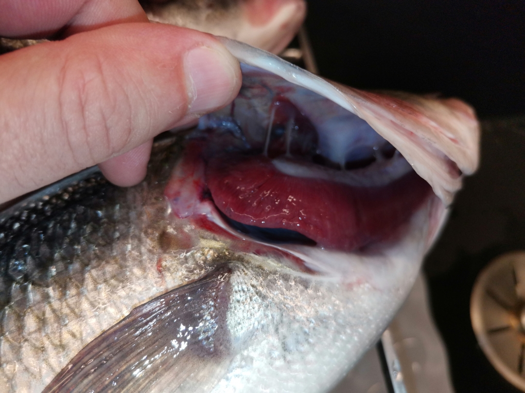 Речная минога строение