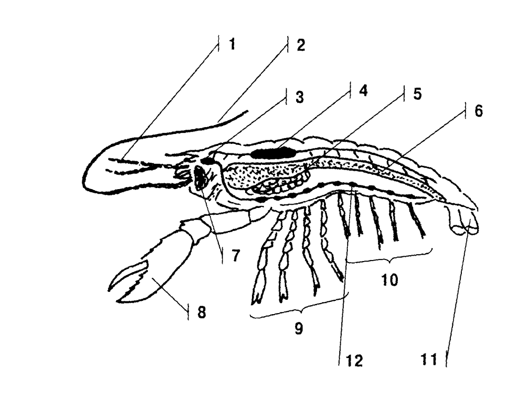 Сирена сериал Рин Русалка