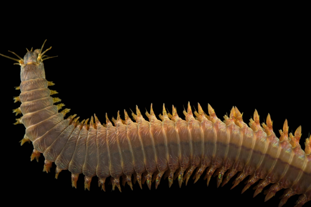 Кишечник рыб гистология