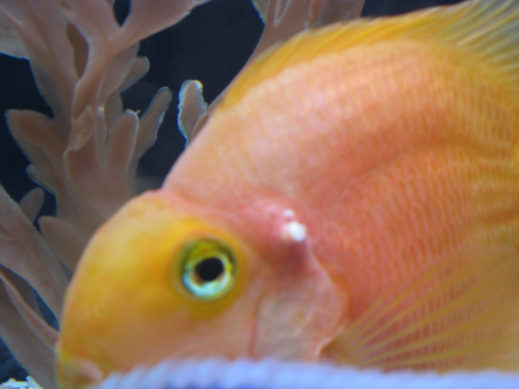 Фурри акула Ника