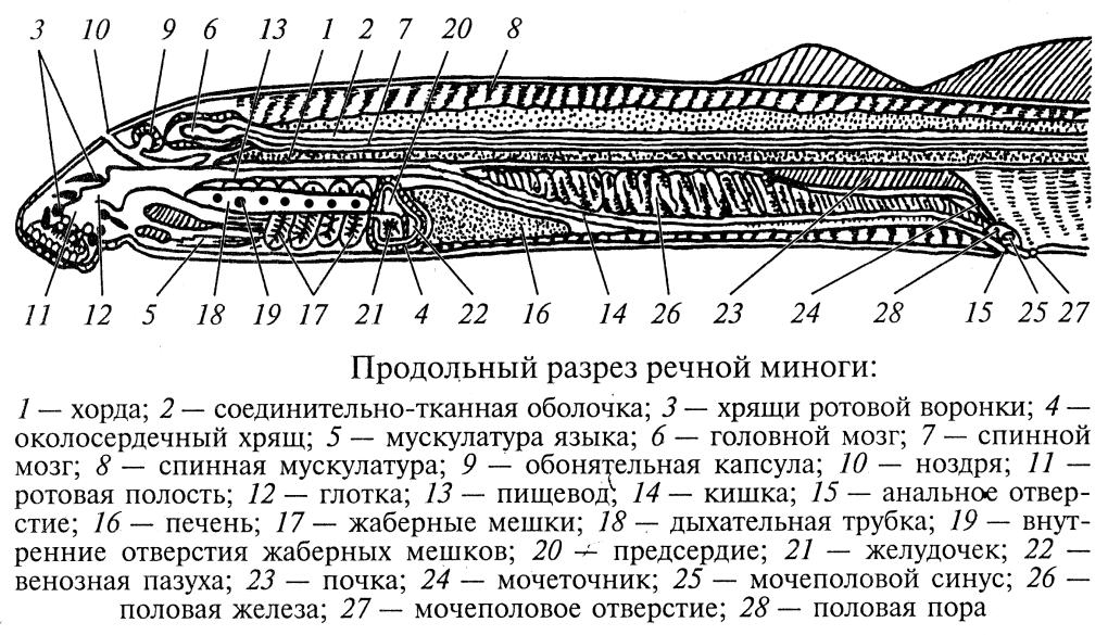 Устьице листа листа под микроскопом