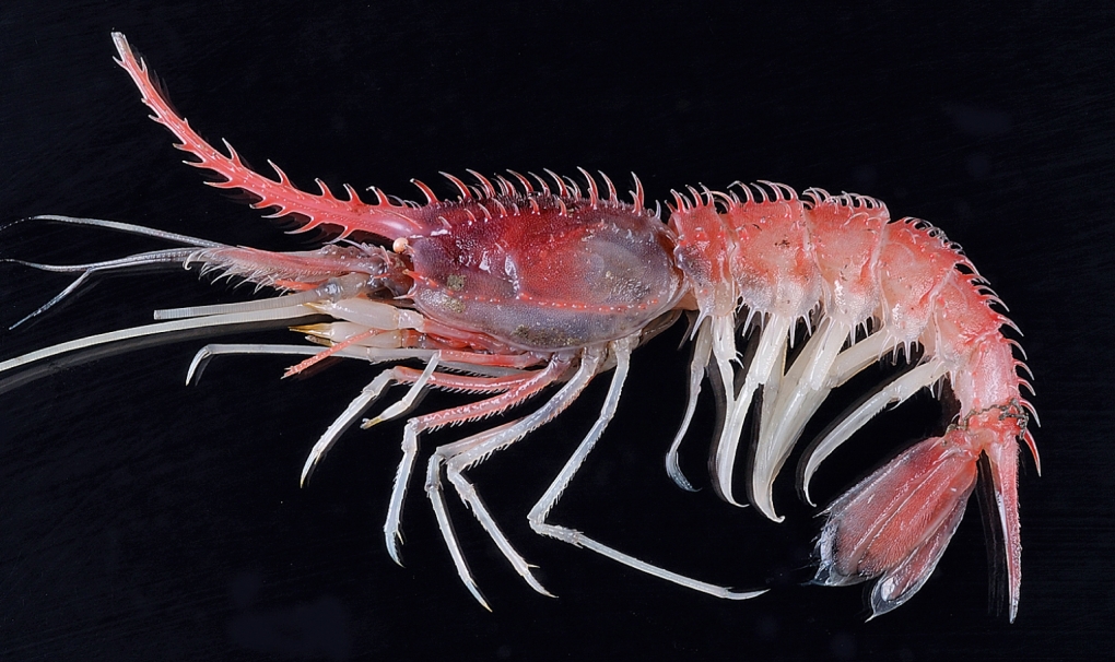 Органы дыхания дельфина