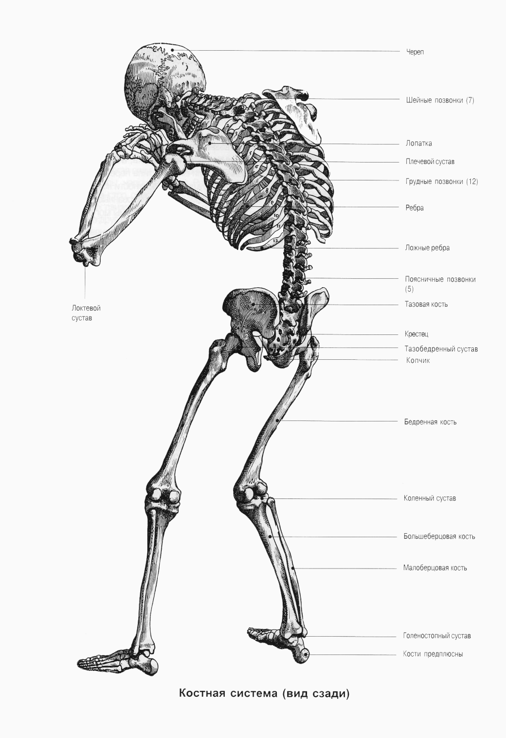 Трофическая цепь, пищевая цепь, цепь питания есть: