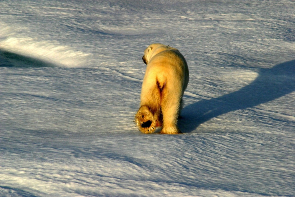 Молодые голые парни анал