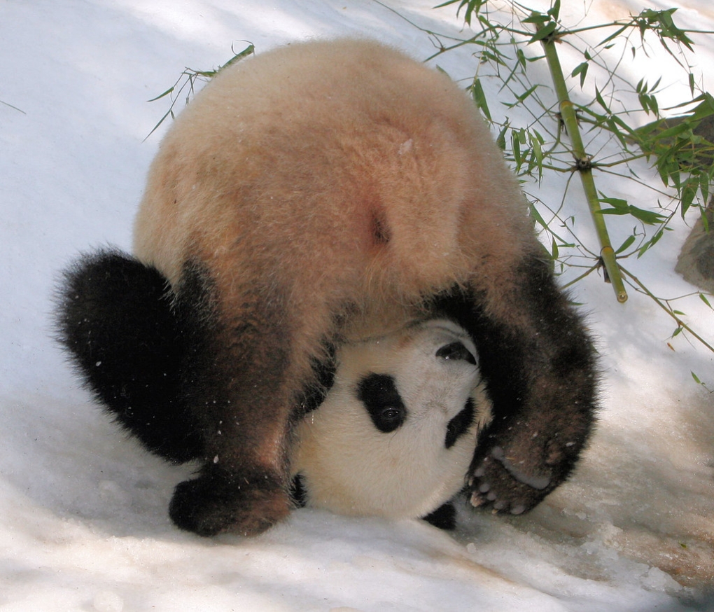 Мастурбация лежа на животе