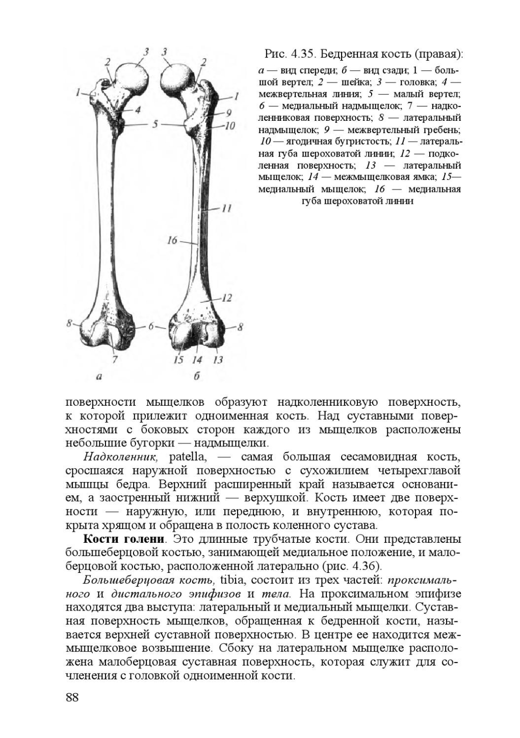 Бедренная кость курицы строение