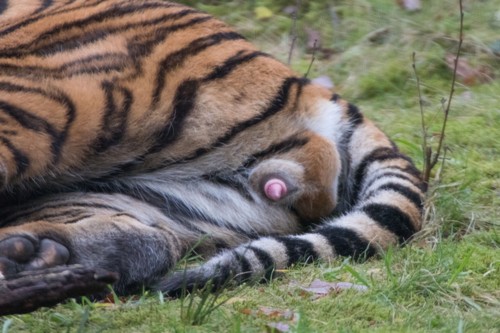 Презентация на тему клизмы