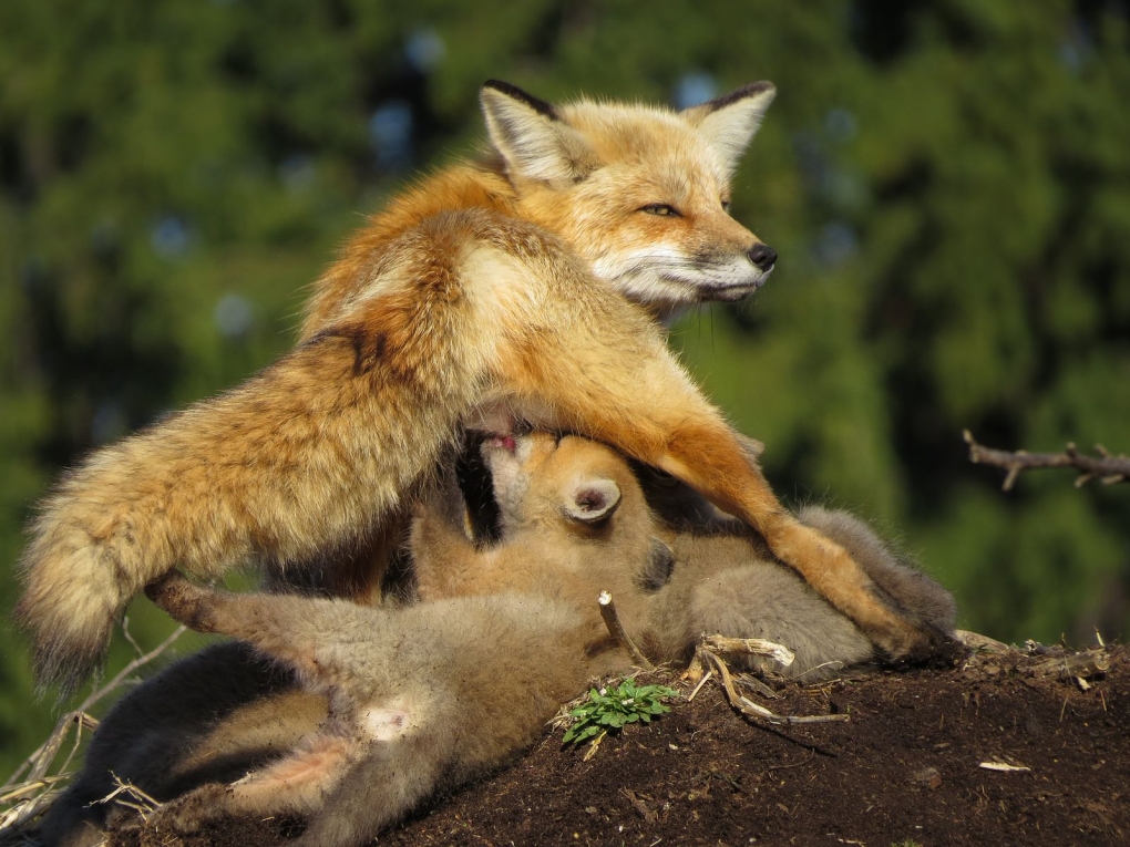 Спаривание лисиц