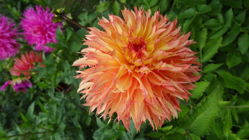 Георгина Веракруз