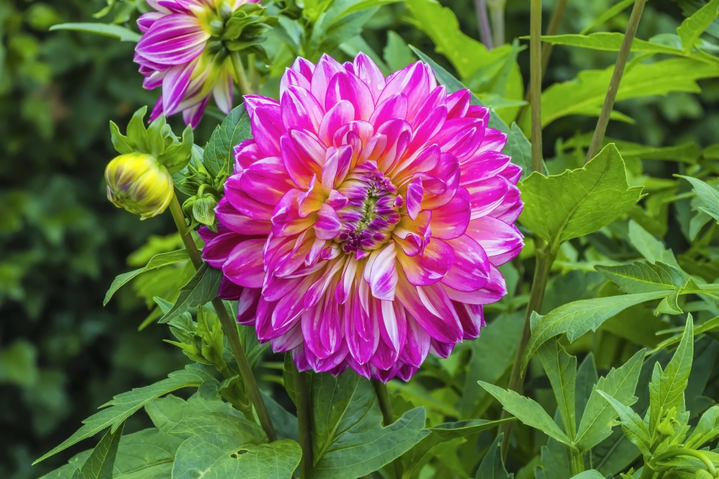 Георгина декоративная Шилон Ноэль