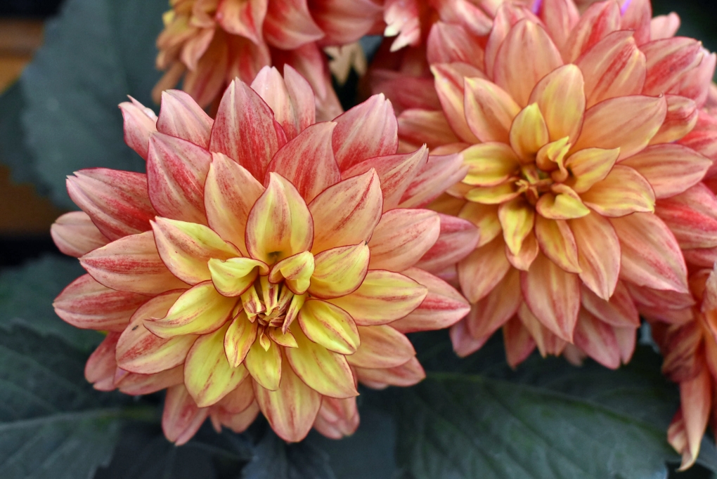 Георгина Karma Gold