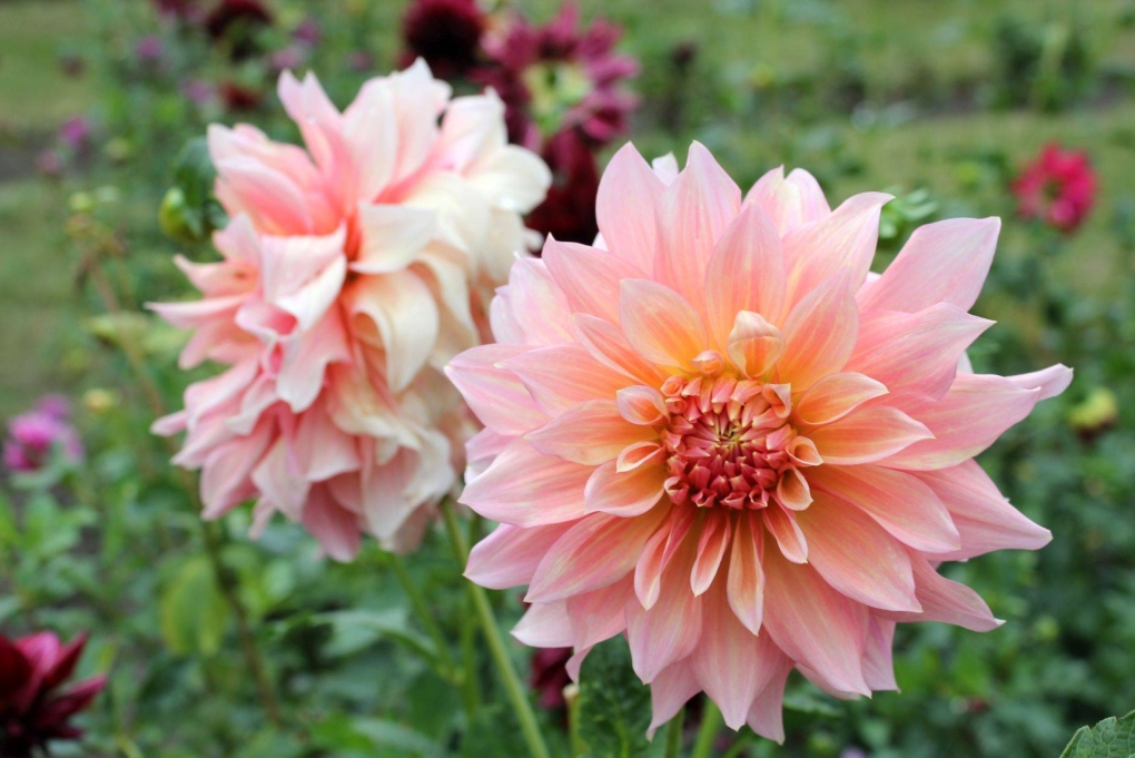 Summer Flame георгин