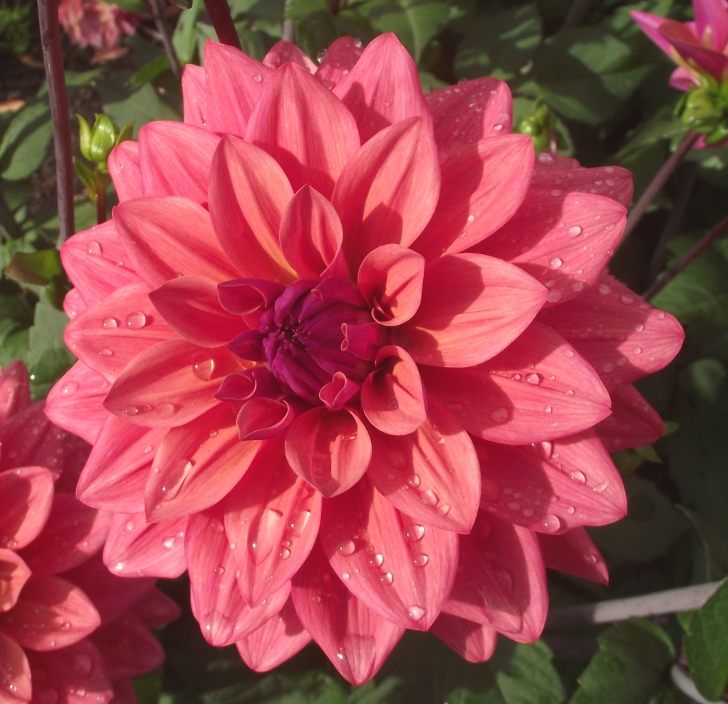 Георгин Шерон