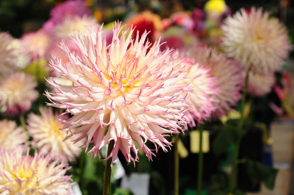 Георгин ред Фубуки