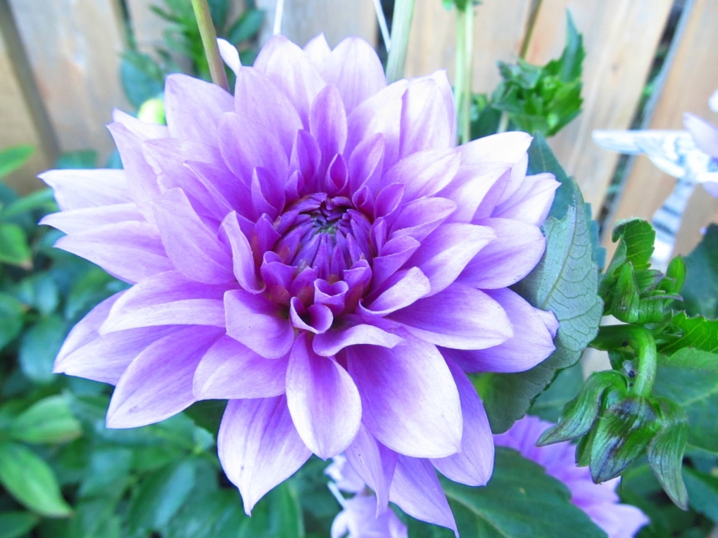 Георгина кактусовая Карин