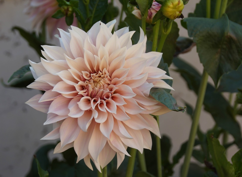 Георгин Centennial