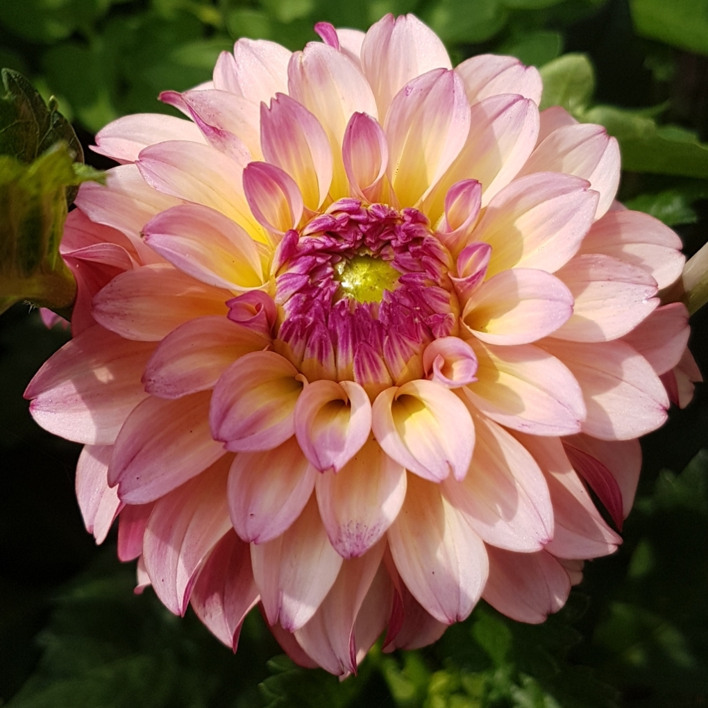 Dahlia Bacardi