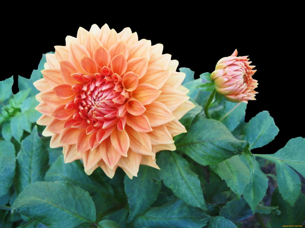 Георгины Визард