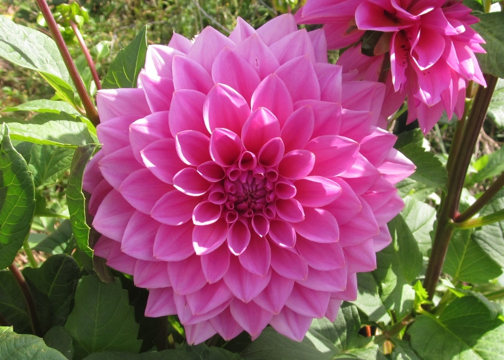 Георгины бахромчатые Джексон