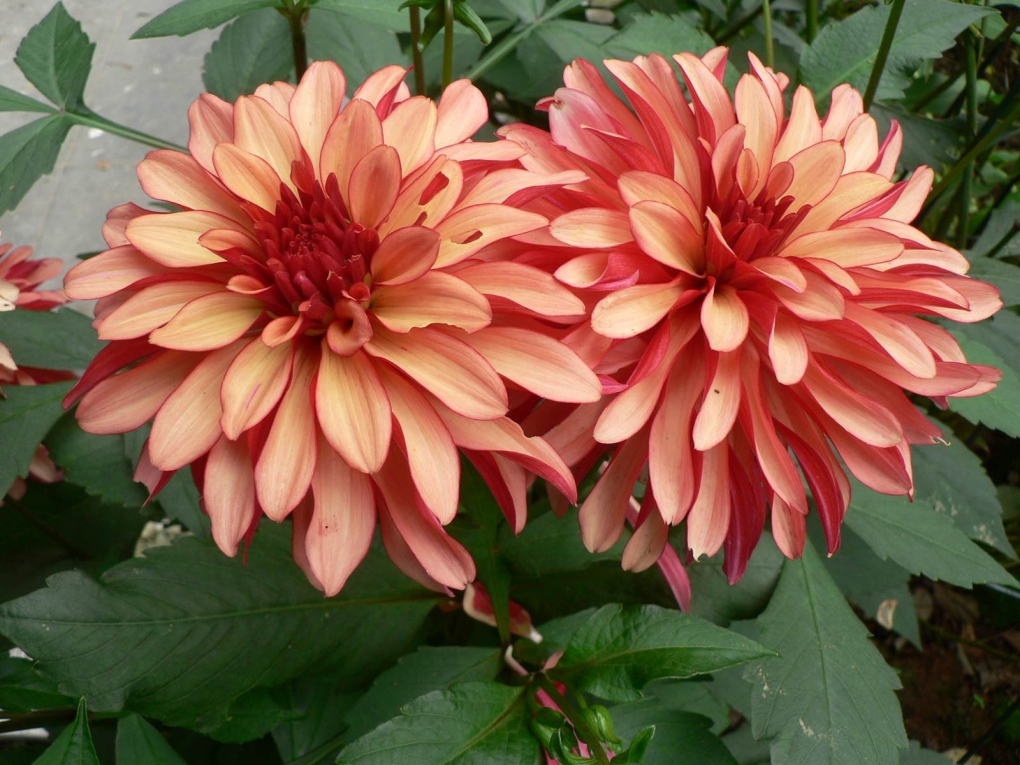 Георгин American Dawn