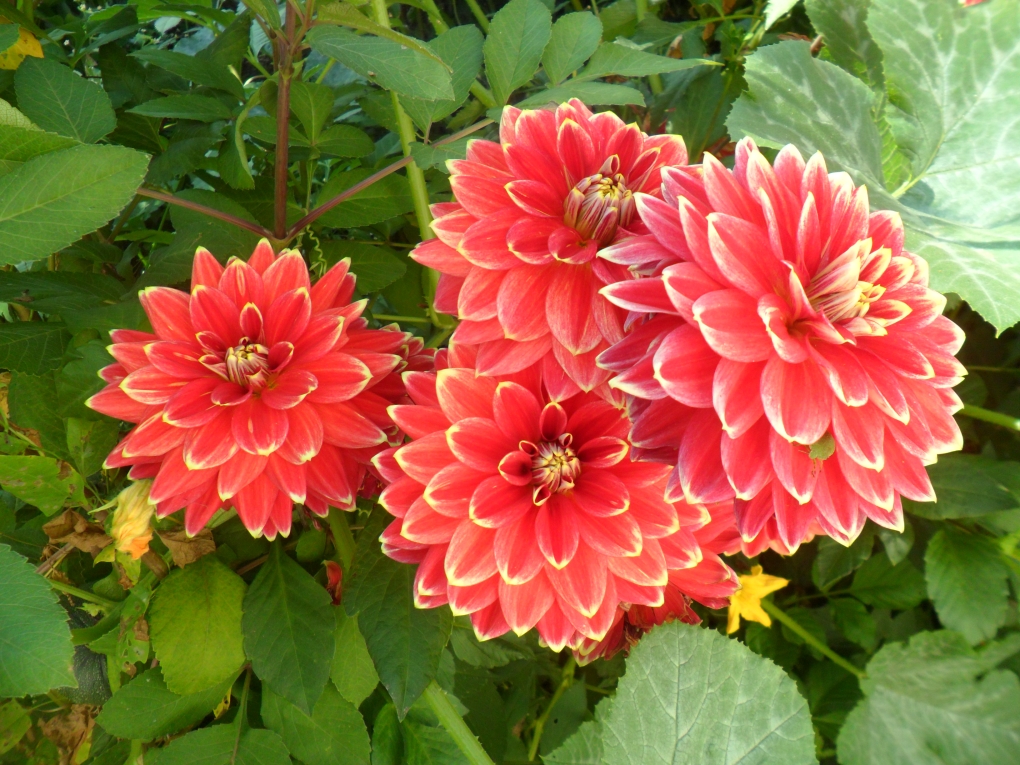 Георгин Отто Триль