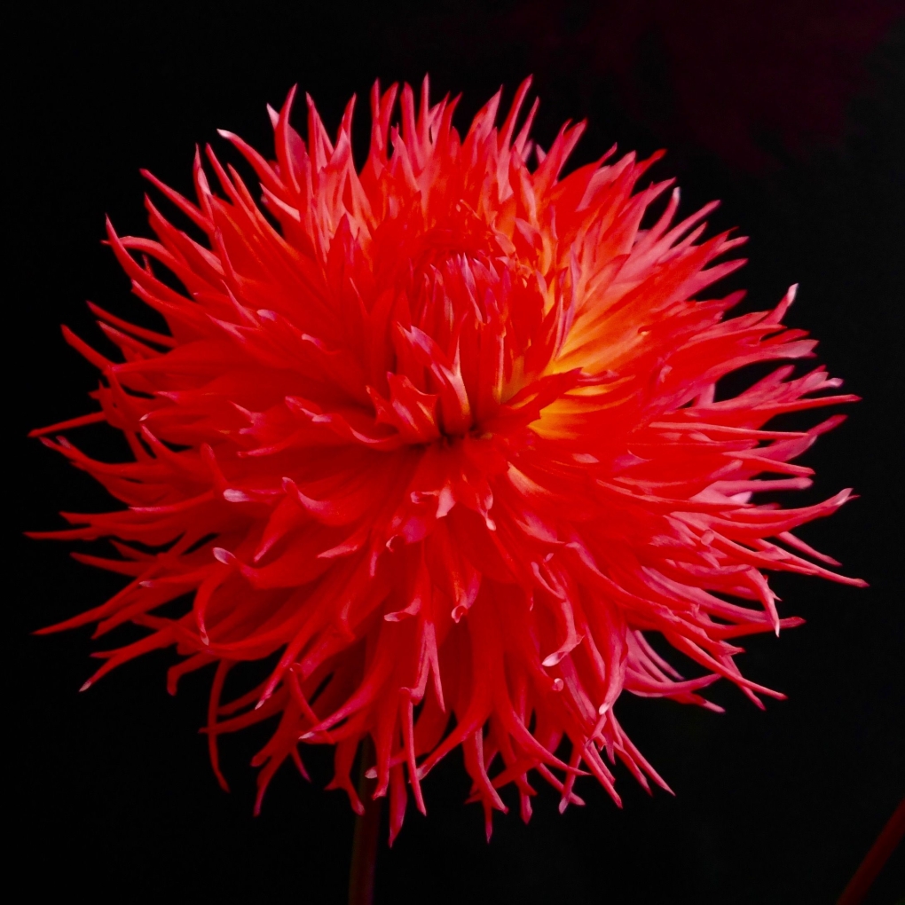 Георгин ла Луна