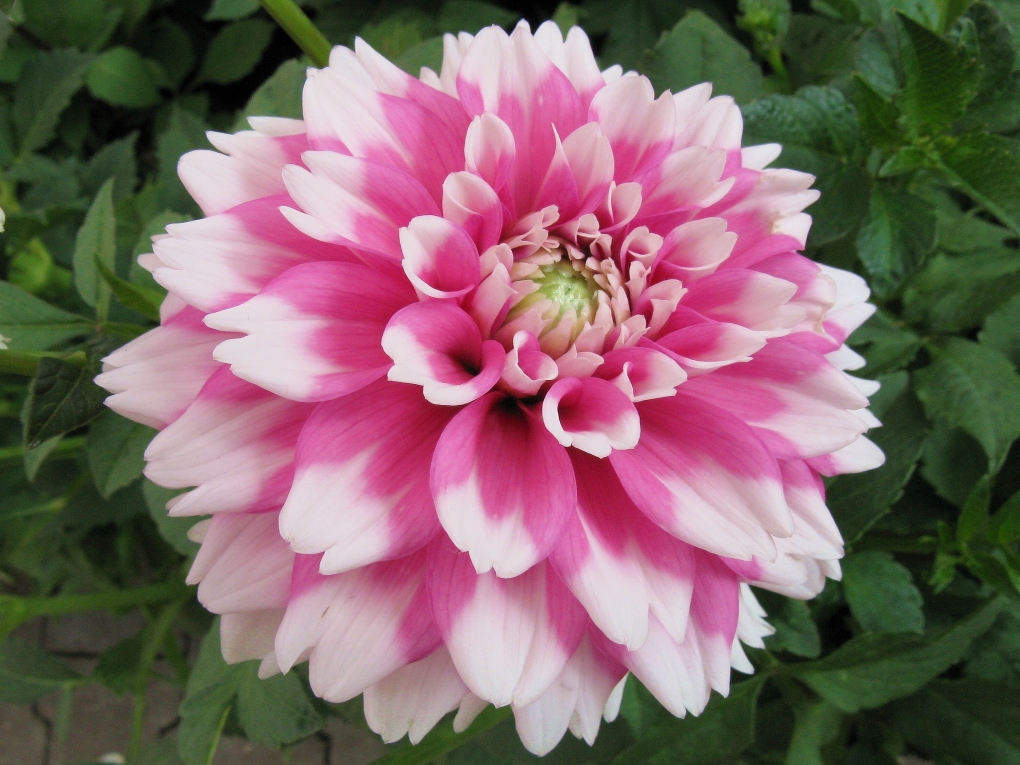 Георгина Пичес энд Крим