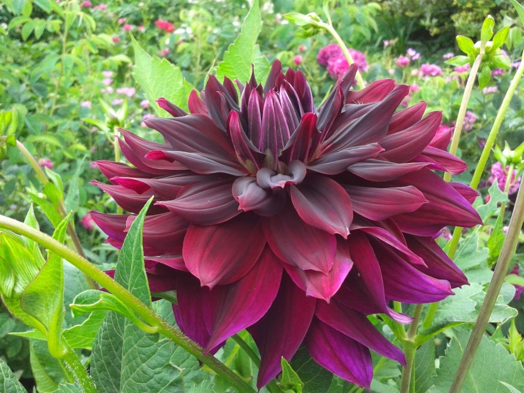 Георгин Табаско