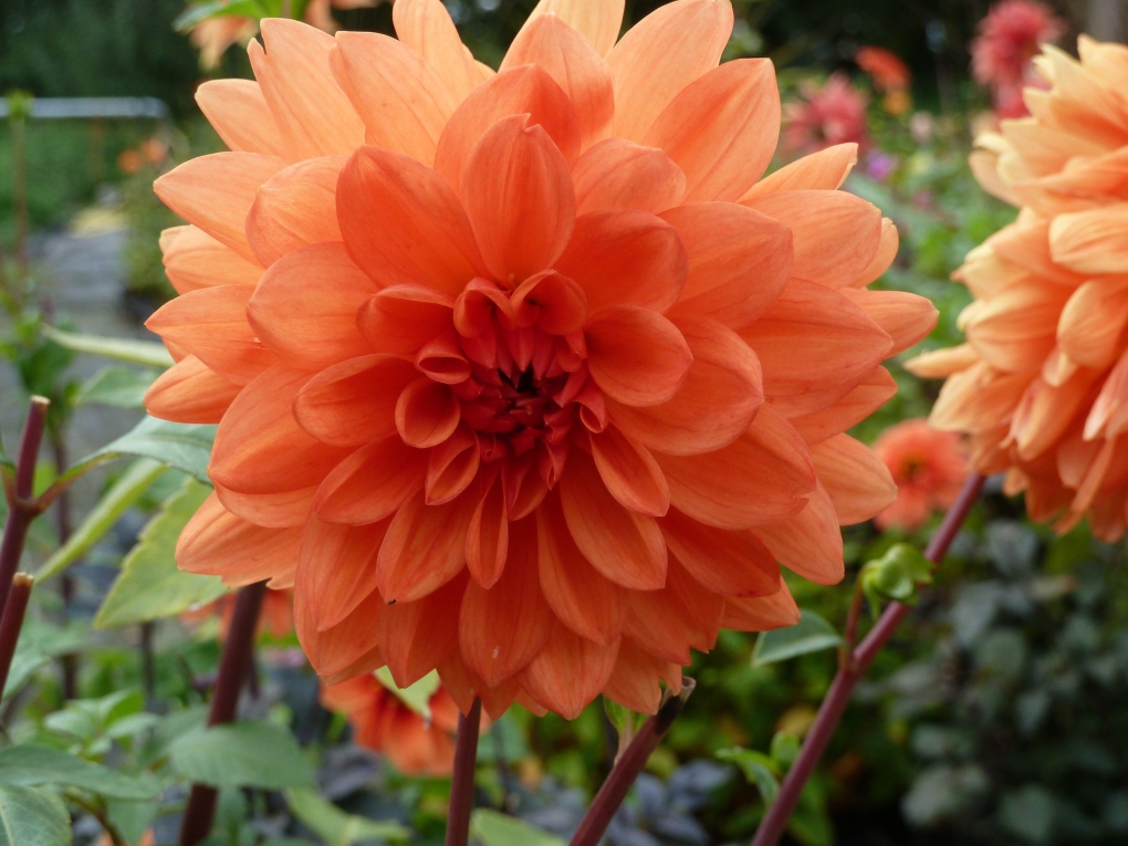 Георгины Виттем