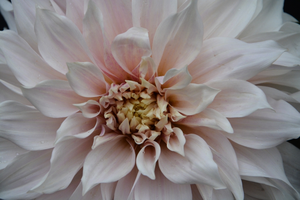 Георгин Рексона