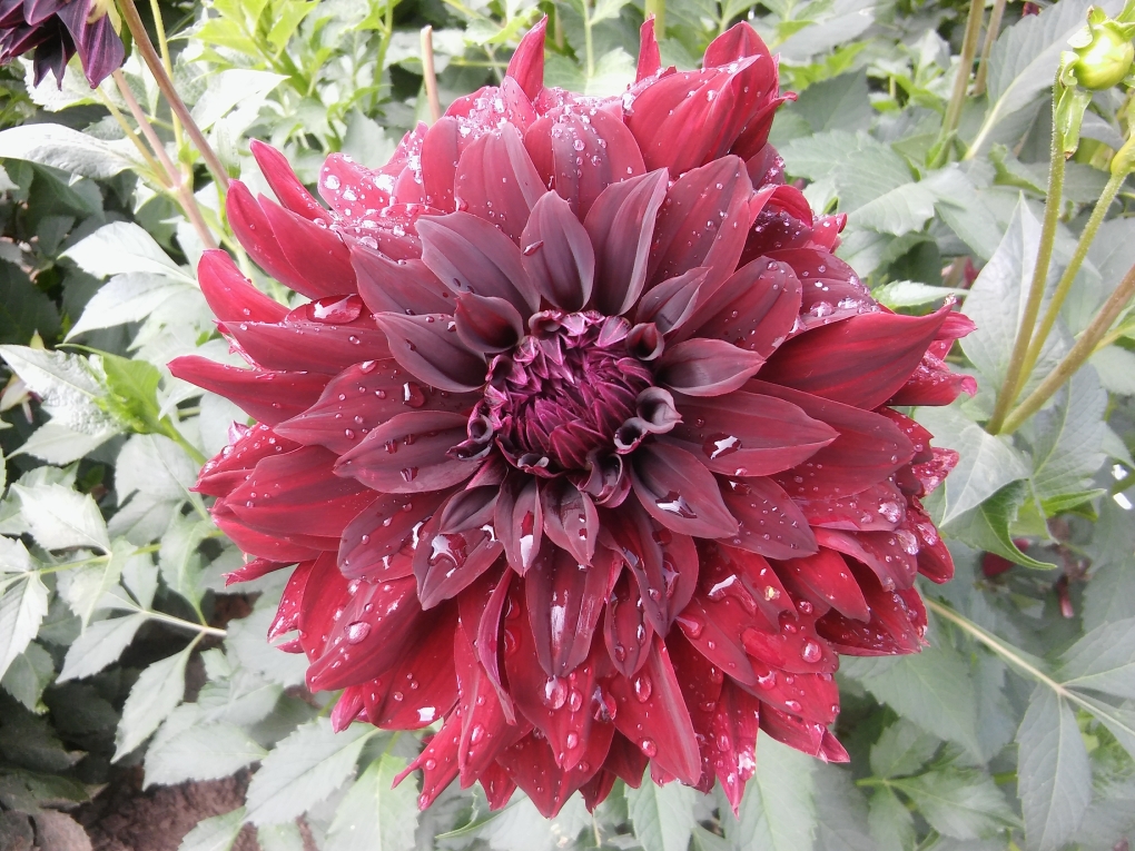 Георгина Гэллери Сальвадор