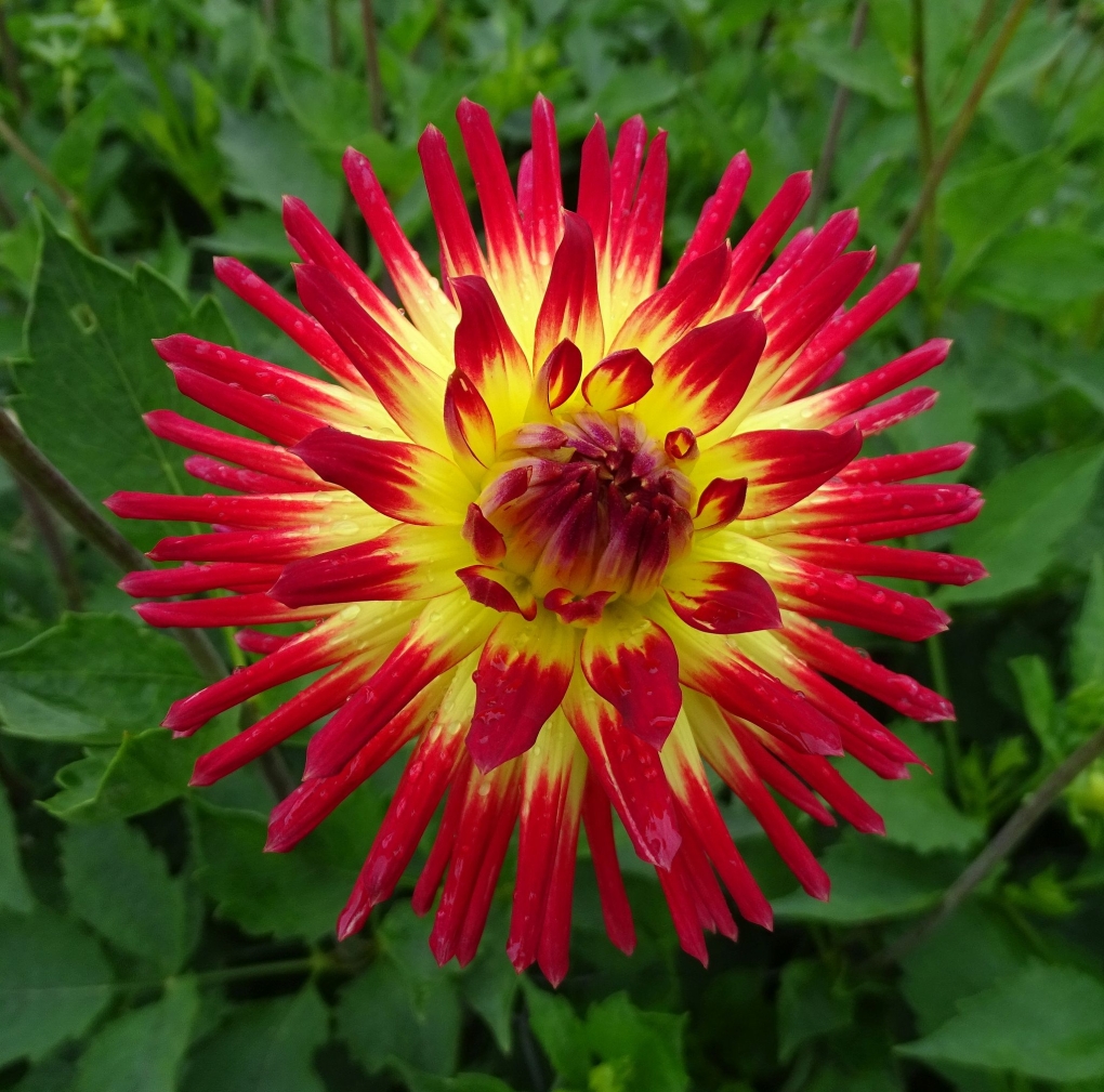 Георгины Флорел