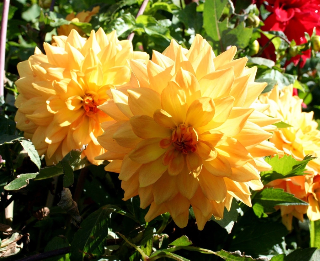 Георгин рисовать