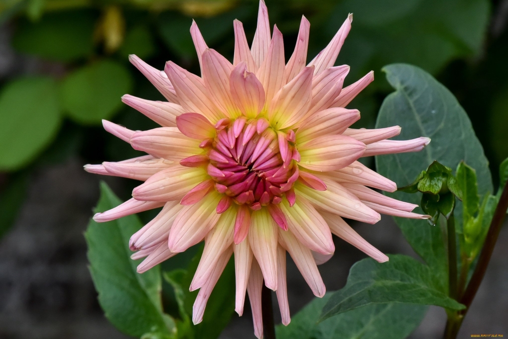 Георгины Мисс бренди