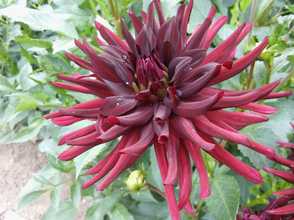 Георгины помпонные многолетние