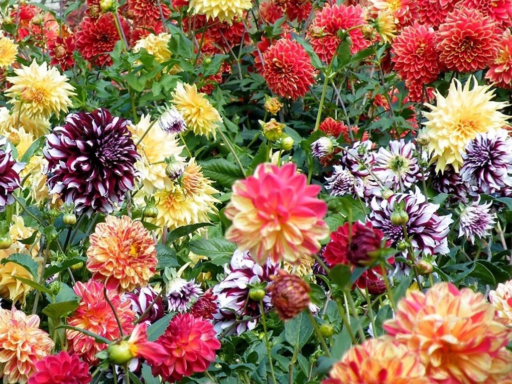 Георгина Victoria Ann